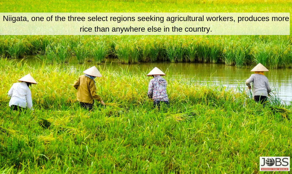 Jobs Across The World - Farmers in Japan